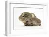 Baby Hedgehog (Erinaceus Europaeus) and Guinea Pig, Walking in Profile-Mark Taylor-Framed Photographic Print