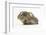 Baby Hedgehog (Erinaceus Europaeus) and Guinea Pig, Walking in Profile-Mark Taylor-Framed Photographic Print