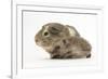 Baby Hedgehog (Erinaceus Europaeus) and Guinea Pig, Walking in Profile-Mark Taylor-Framed Photographic Print