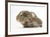 Baby Hedgehog (Erinaceus Europaeus) and Guinea Pig, Walking in Profile-Mark Taylor-Framed Photographic Print