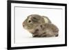 Baby Hedgehog (Erinaceus Europaeus) and Guinea Pig, Walking in Profile-Mark Taylor-Framed Photographic Print