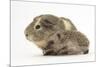 Baby Hedgehog (Erinaceus Europaeus) and Guinea Pig, Walking in Profile-Mark Taylor-Mounted Photographic Print