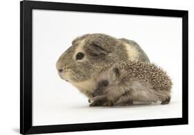 Baby Hedgehog (Erinaceus Europaeus) and Guinea Pig, Walking in Profile-Mark Taylor-Framed Photographic Print