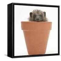 Baby Hedgehog (Erinaceus Europaeus) in a Flowerpot-Mark Taylor-Framed Stretched Canvas