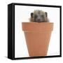 Baby Hedgehog (Erinaceus Europaeus) in a Flowerpot-Mark Taylor-Framed Stretched Canvas