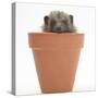 Baby Hedgehog (Erinaceus Europaeus) in a Flowerpot-Mark Taylor-Stretched Canvas