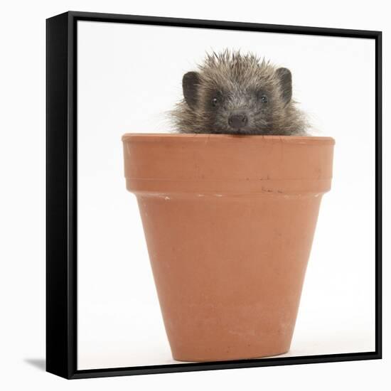 Baby Hedgehog (Erinaceus Europaeus) in a Flowerpot-Mark Taylor-Framed Stretched Canvas