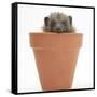 Baby Hedgehog (Erinaceus Europaeus) in a Flowerpot-Mark Taylor-Framed Stretched Canvas