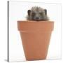 Baby Hedgehog (Erinaceus Europaeus) in a Flowerpot-Mark Taylor-Stretched Canvas