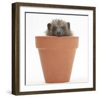 Baby Hedgehog (Erinaceus Europaeus) in a Flowerpot-Mark Taylor-Framed Photographic Print