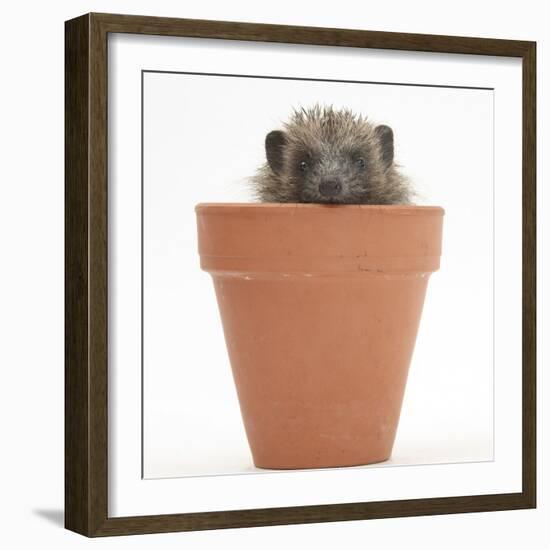 Baby Hedgehog (Erinaceus Europaeus) in a Flowerpot-Mark Taylor-Framed Photographic Print