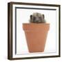 Baby Hedgehog (Erinaceus Europaeus) in a Flowerpot-Mark Taylor-Framed Photographic Print