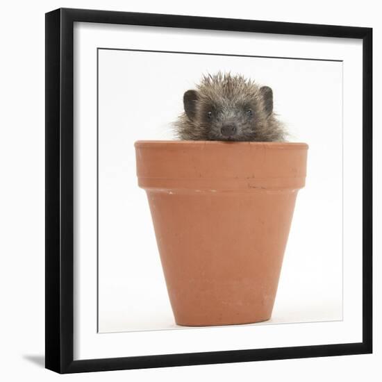 Baby Hedgehog (Erinaceus Europaeus) in a Flowerpot-Mark Taylor-Framed Photographic Print