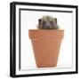 Baby Hedgehog (Erinaceus Europaeus) in a Flowerpot-Mark Taylor-Framed Photographic Print