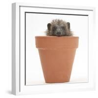 Baby Hedgehog (Erinaceus Europaeus) in a Flowerpot-Mark Taylor-Framed Photographic Print