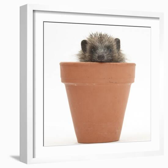 Baby Hedgehog (Erinaceus Europaeus) in a Flowerpot-Mark Taylor-Framed Photographic Print