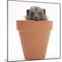 Baby Hedgehog (Erinaceus Europaeus) in a Flowerpot-Mark Taylor-Mounted Photographic Print