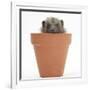 Baby Hedgehog (Erinaceus Europaeus) in a Flowerpot-Mark Taylor-Framed Photographic Print