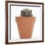 Baby Hedgehog (Erinaceus Europaeus) in a Flowerpot-Mark Taylor-Framed Photographic Print