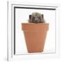 Baby Hedgehog (Erinaceus Europaeus) in a Flowerpot-Mark Taylor-Framed Photographic Print