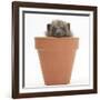 Baby Hedgehog (Erinaceus Europaeus) in a Flowerpot-Mark Taylor-Framed Photographic Print