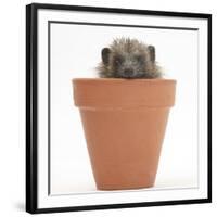 Baby Hedgehog (Erinaceus Europaeus) in a Flowerpot-Mark Taylor-Framed Photographic Print