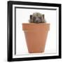 Baby Hedgehog (Erinaceus Europaeus) in a Flowerpot-Mark Taylor-Framed Photographic Print