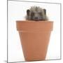 Baby Hedgehog (Erinaceus Europaeus) in a Flowerpot-Mark Taylor-Mounted Photographic Print