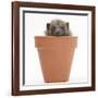 Baby Hedgehog (Erinaceus Europaeus) in a Flowerpot-Mark Taylor-Framed Photographic Print