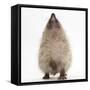 Baby Hedgehog (Erinaceus Europaeus), Nose Up, Sniffing the Air-Mark Taylor-Framed Stretched Canvas