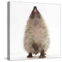 Baby Hedgehog (Erinaceus Europaeus), Nose Up, Sniffing the Air-Mark Taylor-Stretched Canvas