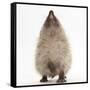 Baby Hedgehog (Erinaceus Europaeus), Nose Up, Sniffing the Air-Mark Taylor-Framed Stretched Canvas