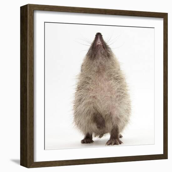 Baby Hedgehog (Erinaceus Europaeus), Nose Up, Sniffing the Air-Mark Taylor-Framed Photographic Print