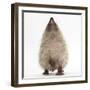Baby Hedgehog (Erinaceus Europaeus), Nose Up, Sniffing the Air-Mark Taylor-Framed Photographic Print