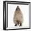 Baby Hedgehog (Erinaceus Europaeus), Nose Up, Sniffing the Air-Mark Taylor-Framed Photographic Print