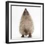 Baby Hedgehog (Erinaceus Europaeus), Nose Up, Sniffing the Air-Mark Taylor-Framed Photographic Print