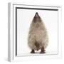 Baby Hedgehog (Erinaceus Europaeus), Nose Up, Sniffing the Air-Mark Taylor-Framed Photographic Print