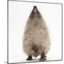 Baby Hedgehog (Erinaceus Europaeus), Nose Up, Sniffing the Air-Mark Taylor-Mounted Photographic Print