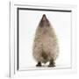 Baby Hedgehog (Erinaceus Europaeus), Nose Up, Sniffing the Air-Mark Taylor-Framed Photographic Print