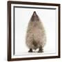 Baby Hedgehog (Erinaceus Europaeus), Nose Up, Sniffing the Air-Mark Taylor-Framed Photographic Print