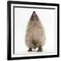 Baby Hedgehog (Erinaceus Europaeus), Nose Up, Sniffing the Air-Mark Taylor-Framed Photographic Print