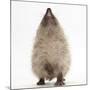 Baby Hedgehog (Erinaceus Europaeus), Nose Up, Sniffing the Air-Mark Taylor-Mounted Photographic Print