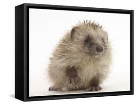 Baby Hedgehog (Erinaceus Europaeus) Portrait, Holding One Paw Aloft-Mark Taylor-Framed Stretched Canvas