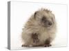 Baby Hedgehog (Erinaceus Europaeus) Portrait, Holding One Paw Aloft-Mark Taylor-Stretched Canvas