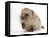 Baby Hedgehog (Erinaceus Europaeus) Portrait, Holding One Paw Aloft-Mark Taylor-Framed Stretched Canvas