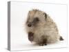 Baby Hedgehog (Erinaceus Europaeus) Portrait, Holding One Paw Aloft-Mark Taylor-Stretched Canvas