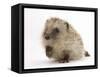 Baby Hedgehog (Erinaceus Europaeus) Portrait, Holding One Paw Aloft-Mark Taylor-Framed Stretched Canvas