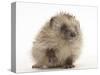 Baby Hedgehog (Erinaceus Europaeus) Portrait, Holding One Paw Aloft-Mark Taylor-Stretched Canvas