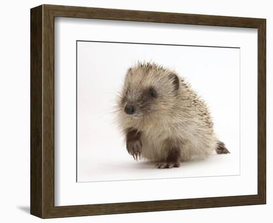 Baby Hedgehog (Erinaceus Europaeus) Portrait, Holding One Paw Aloft-Mark Taylor-Framed Photographic Print