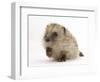 Baby Hedgehog (Erinaceus Europaeus) Portrait, Holding One Paw Aloft-Mark Taylor-Framed Photographic Print